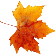 fall leaf