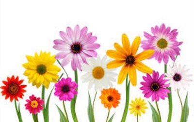 May Flower